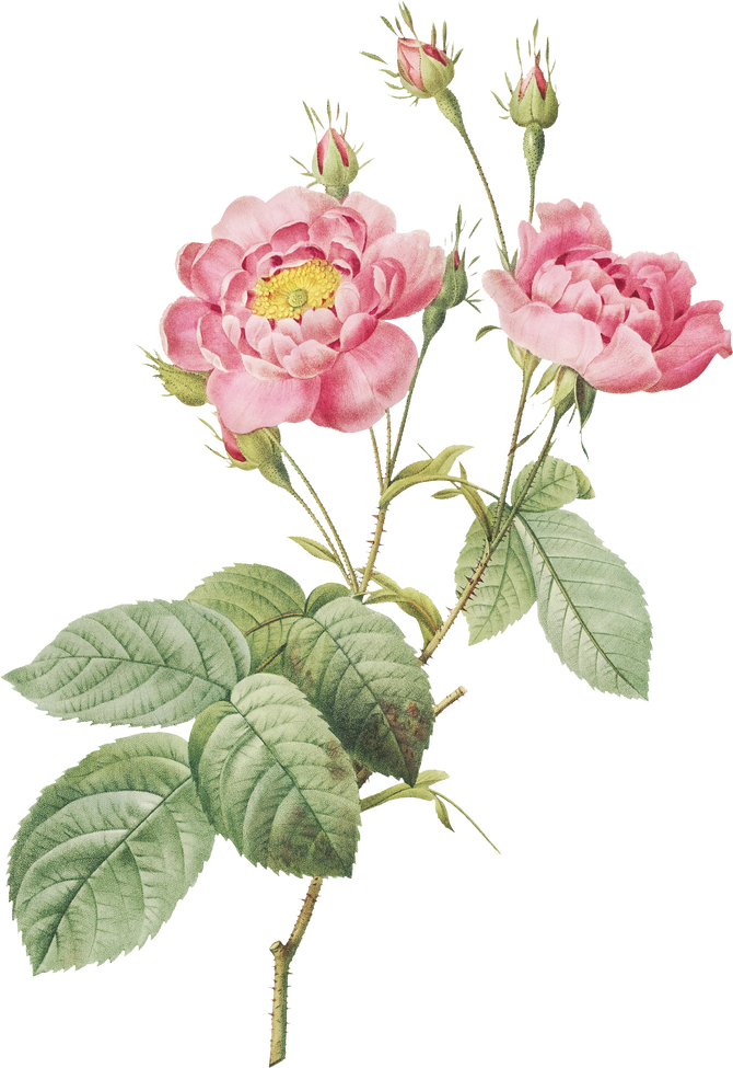 Peony Flower Illustration