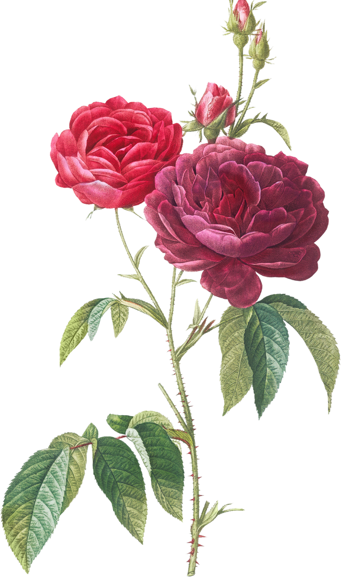 Rose Flower Illustration